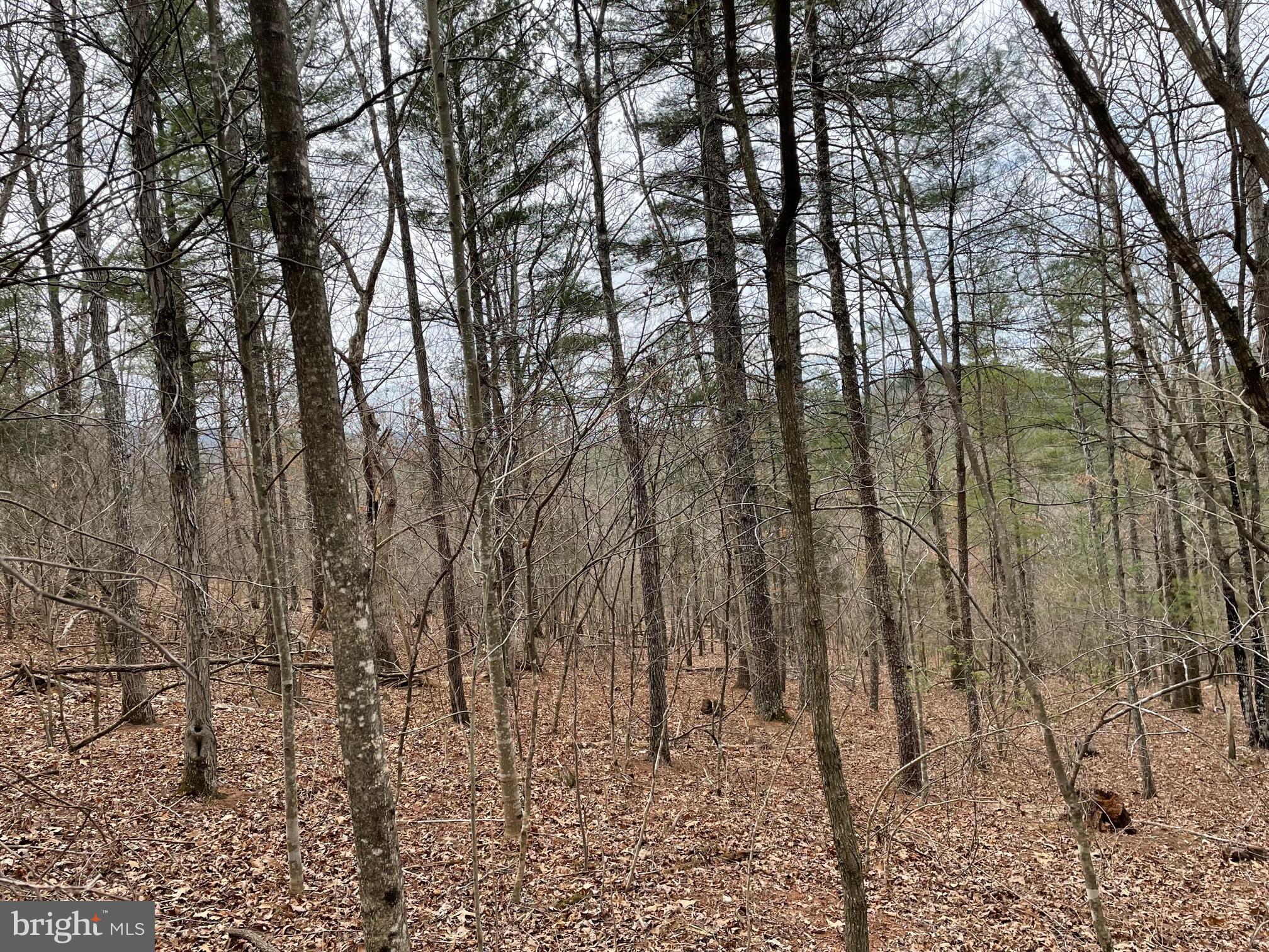 Estaline Valley Road Craigsville, VA 24430 - Photo 4 of 9 Serene woodland with towering trees.