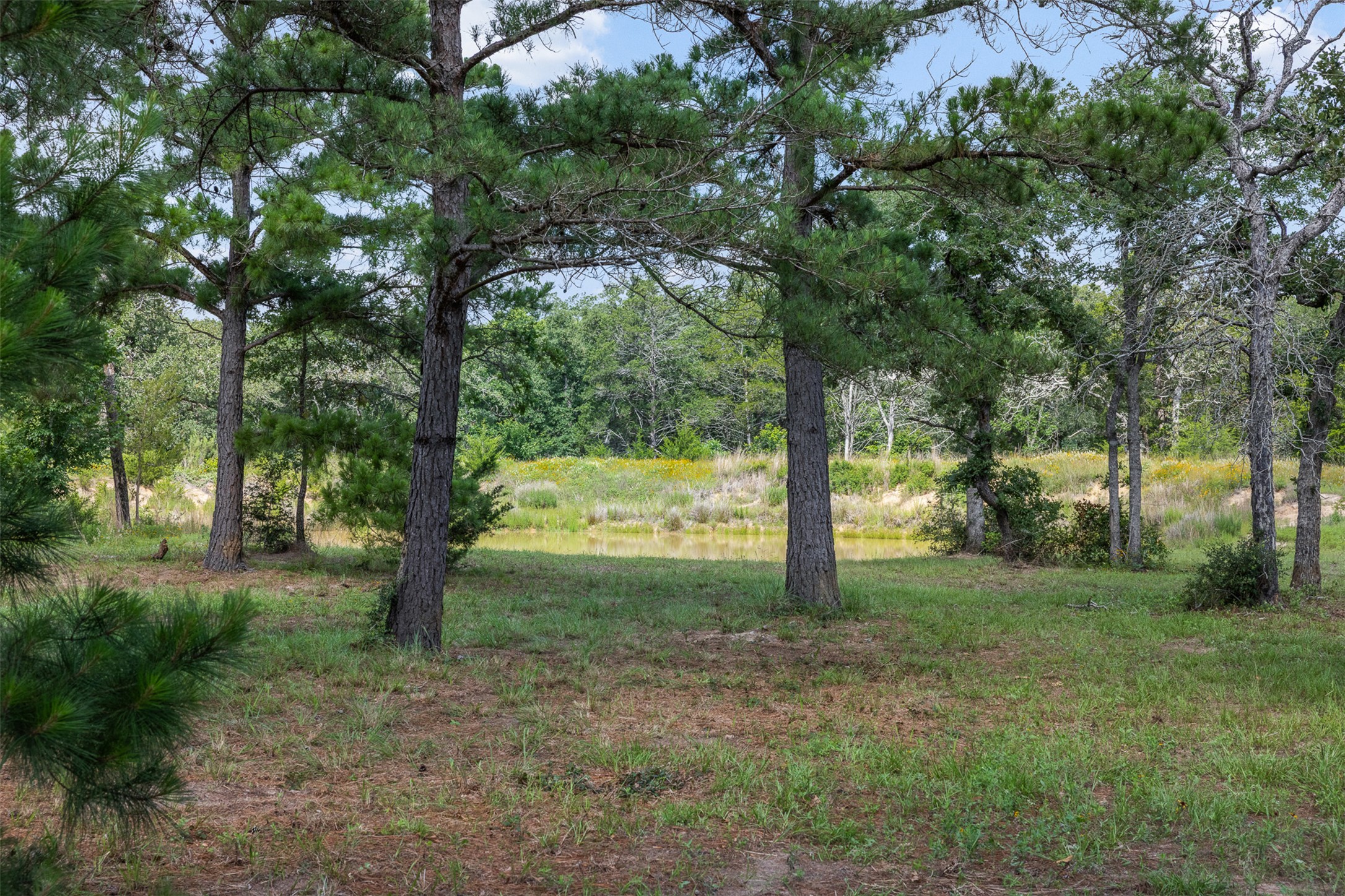 305 Cistern Road Rosanky, TX 78953 - Photo 6 of 13 Natural woodlands and a serene pond define this expansive acreage, offering tranquil views.