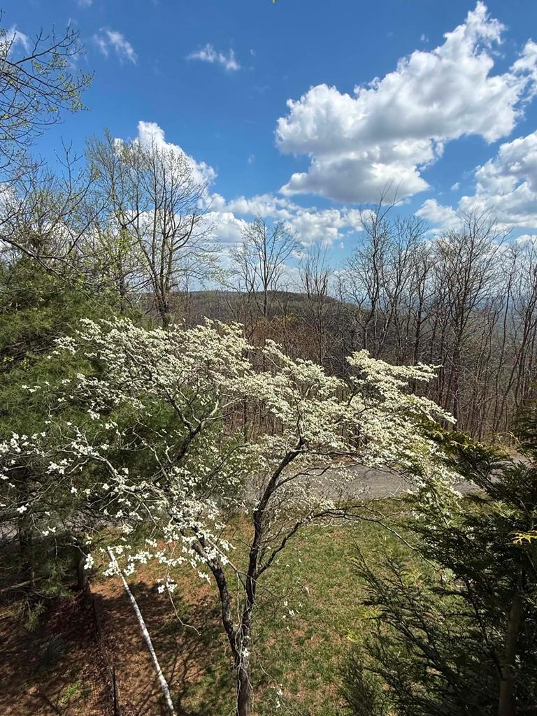 352 Dogwood Ridge Fancy Gap, VA 24328 - Photo 64 of 66 Gallery Image 64