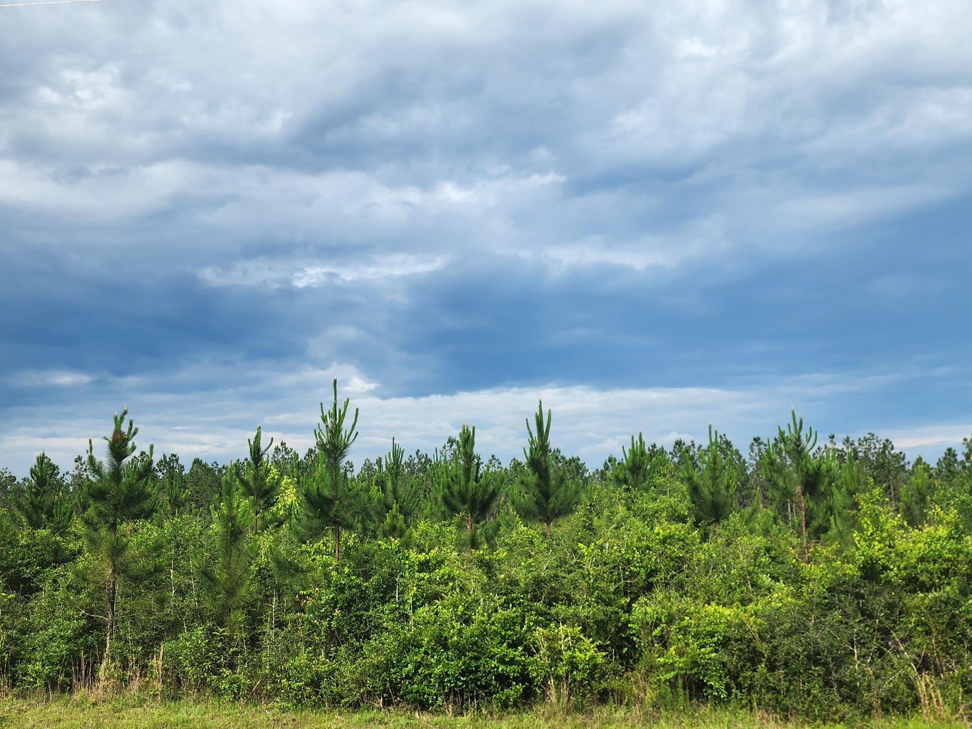 8 Long Road DeFuniak Springs, FL 32433 - Photo 1 of 5 Long Road Parcel 8