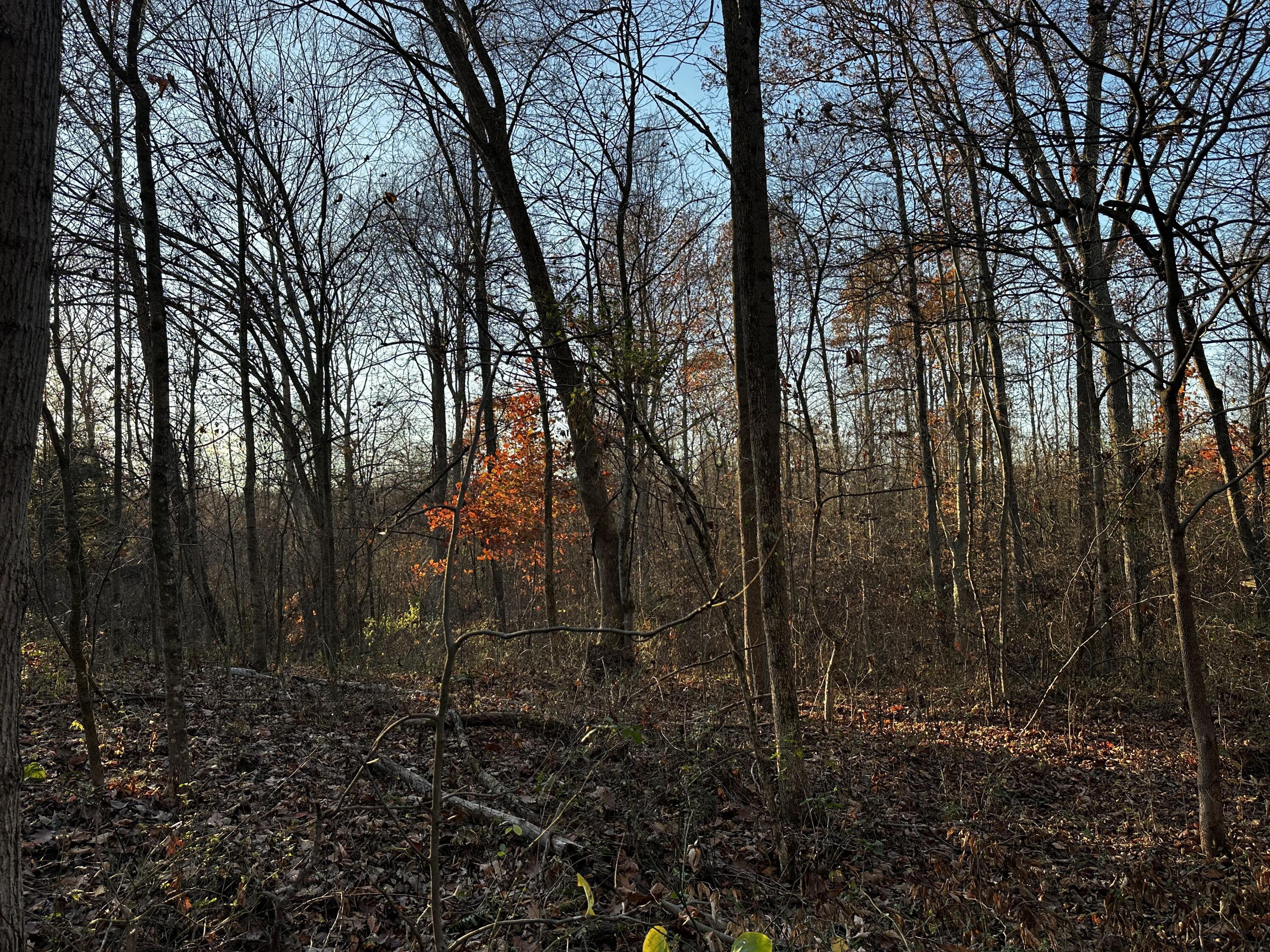 7342 Dutch Ridge Road, Unit TRACT 1 AT DUTCH RIDGE) New Straitsville, OH 43766 - Photo 26 of 45 20241111_212611361_iOS