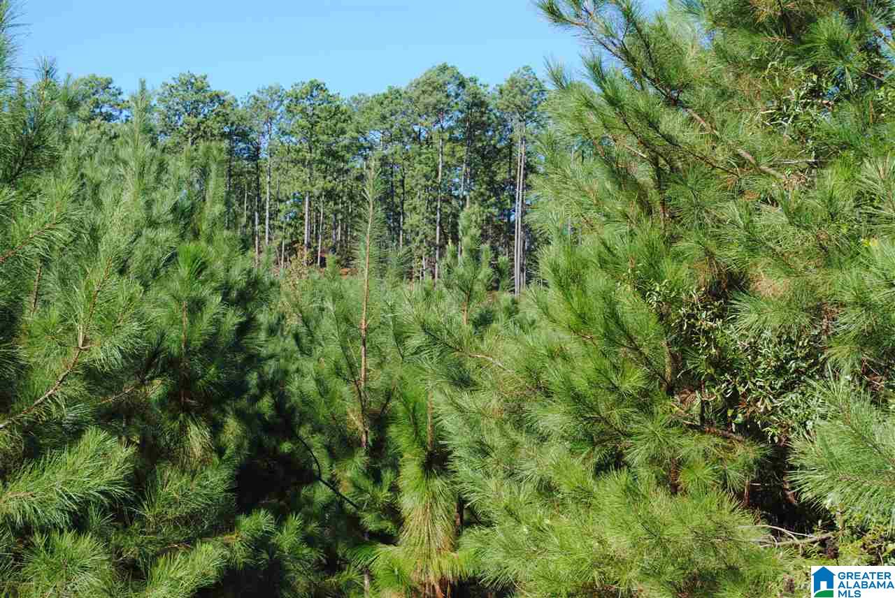 119-acres Double Branch Road, Unit 119 ACRES Marion, AL 36756 - Photo 6 of 26