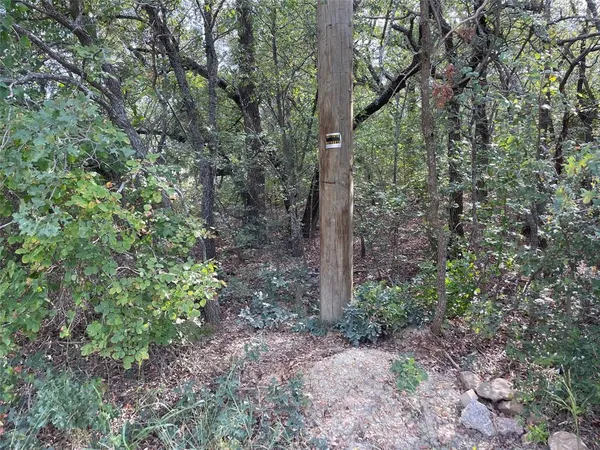 a view of a forest with large trees