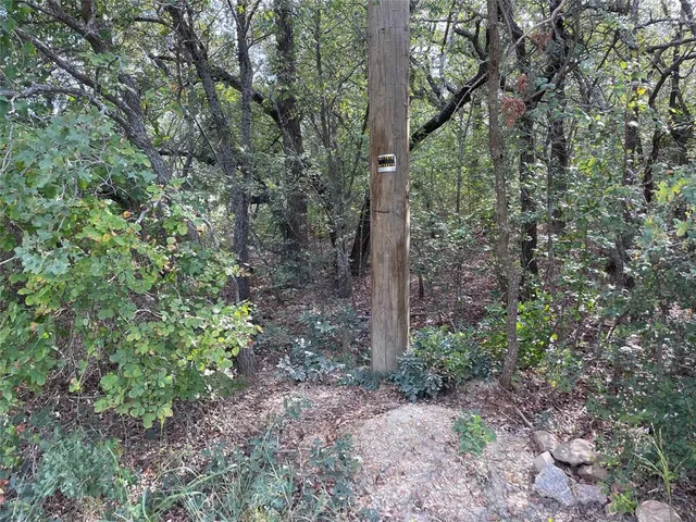 a view of a forest with large trees