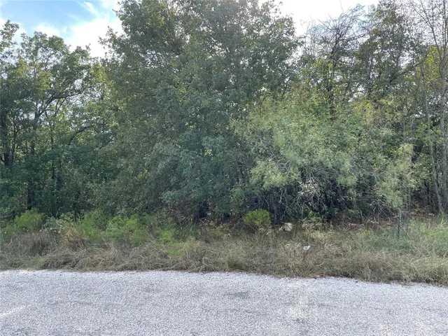 a view of a forest with trees in the background