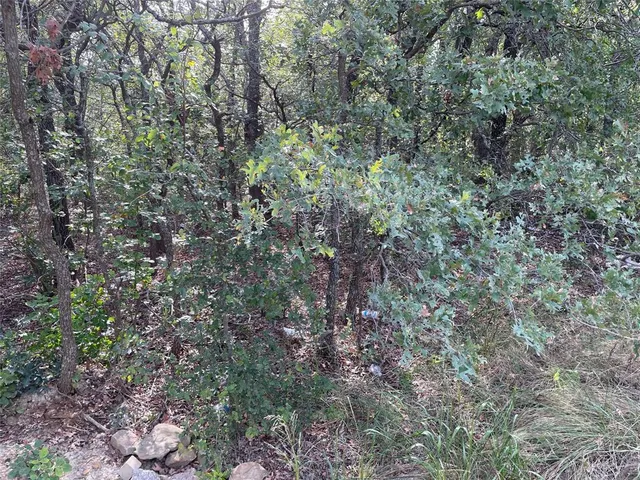 a view of a forest with a tree