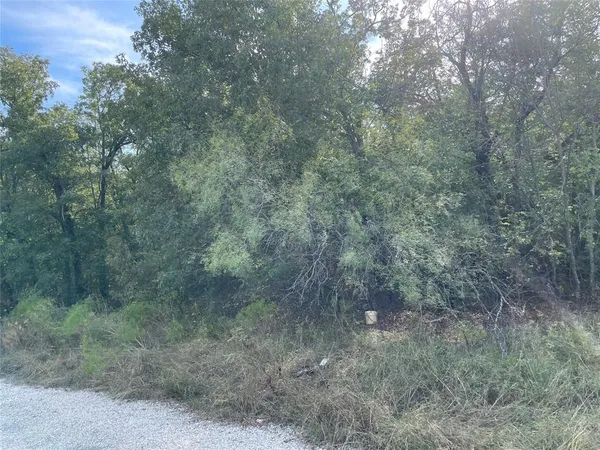 a view of a forest with trees in the background