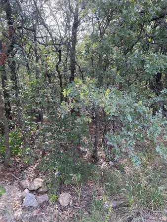 a view of a forest with trees