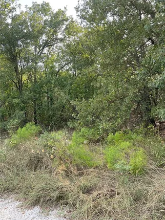 a view of a forest with trees in the background