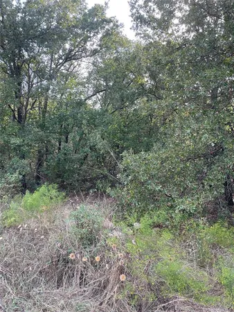 a view of a forest with trees in the background