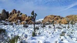 61803 Plaza Road Joshua Tree, CA 92252 - Photo 17 of 26 a view of a forest