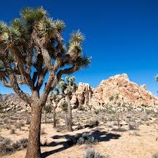 61803 Plaza Road Joshua Tree, CA 92252 - Photo 3 of 26 a view of a large tree with a yard