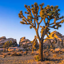 61803 Plaza Road Joshua Tree, CA 92252 - Photo 7 of 26
