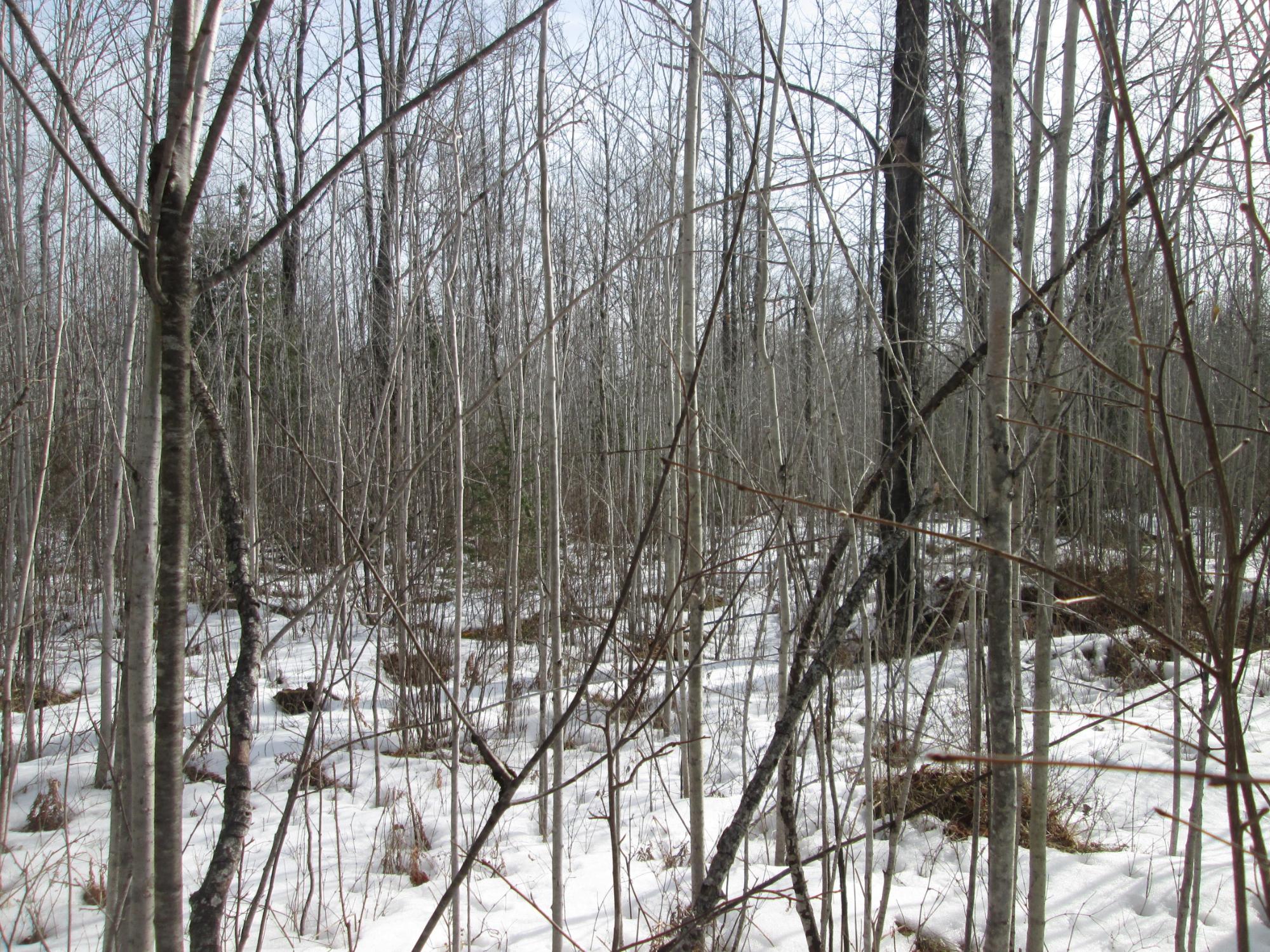 0 Star Lake Road Crandon, WI 54520 - Photo 4 of 6 Gallery Image 4