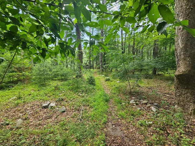 a view of a yard with a tree