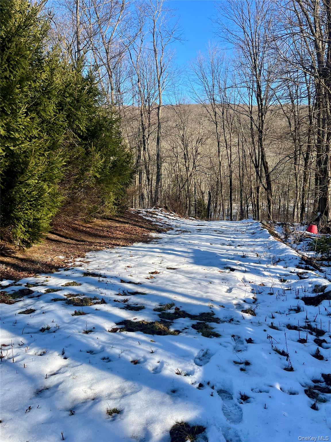 Yard covered in snow with a wooded view