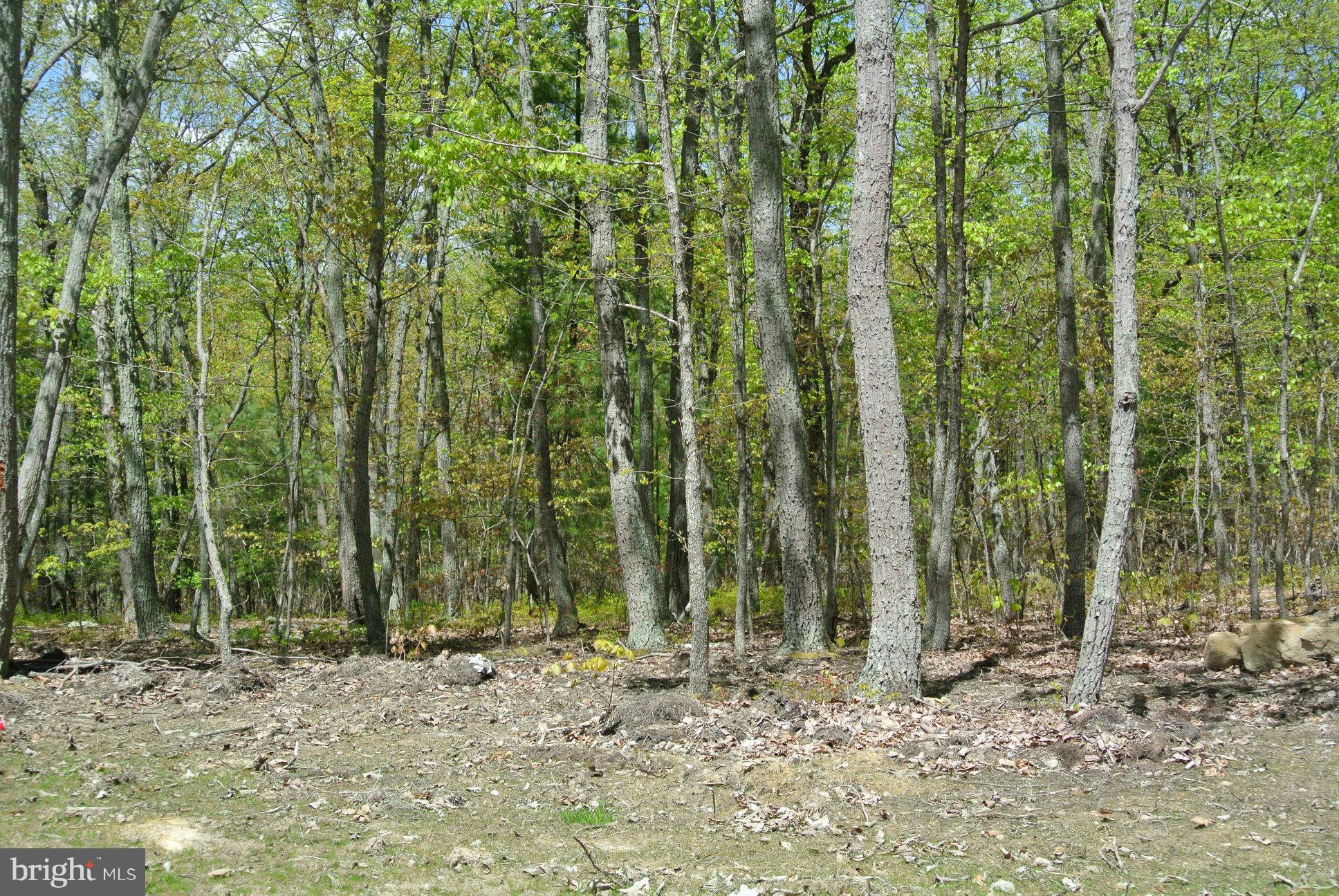 3 Alum Springs Road Rixeyville, VA 22737 - Photo 8 of 10 a view of a yard with lots of trees