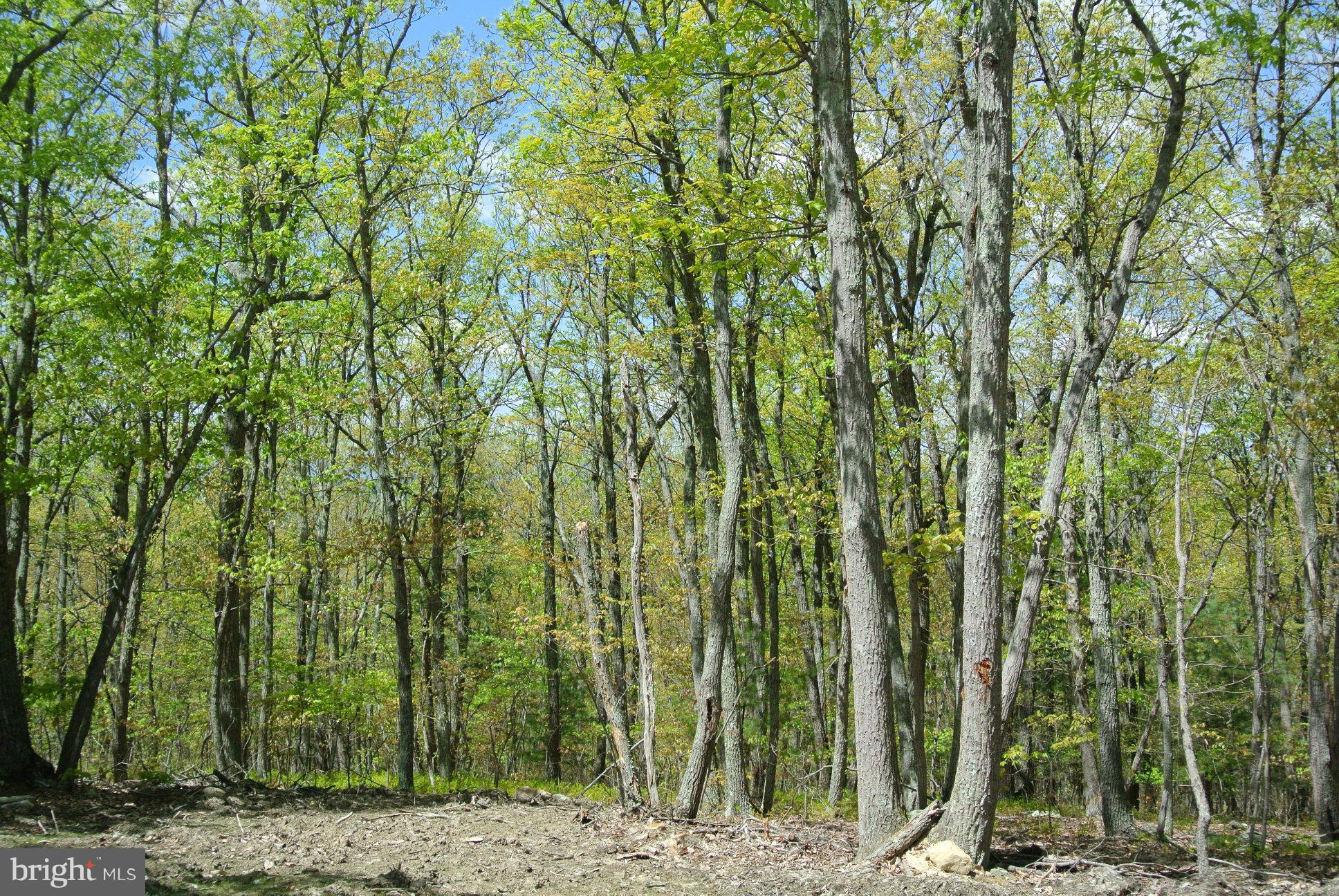 3 Alum Springs Road Rixeyville, VA 22737 - Photo 9 of 10 a view of a yard with plants and trees