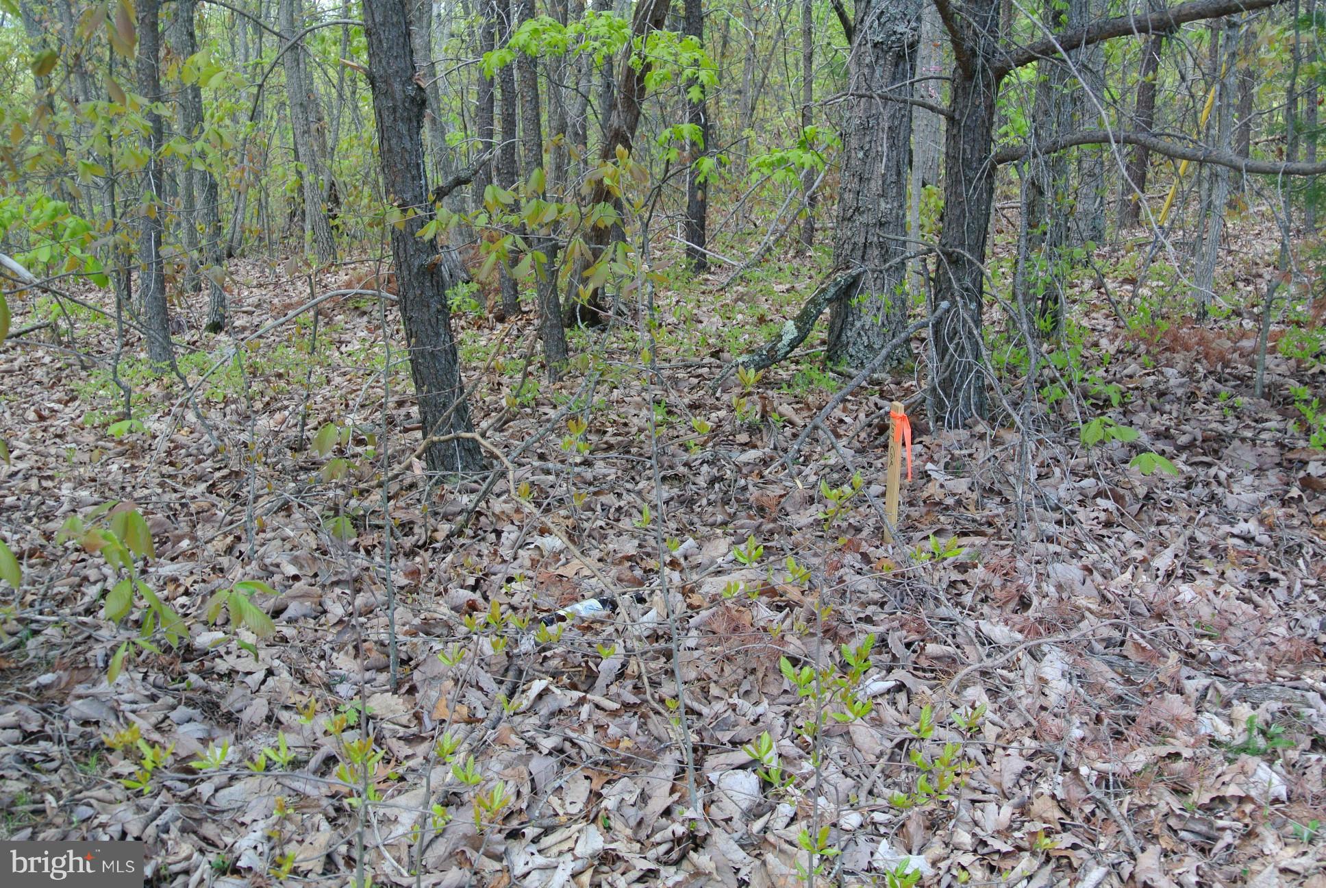 3 Alum Springs Road Rixeyville, VA 22737 - Photo 10 of 10 a view of a yard with plants and trees