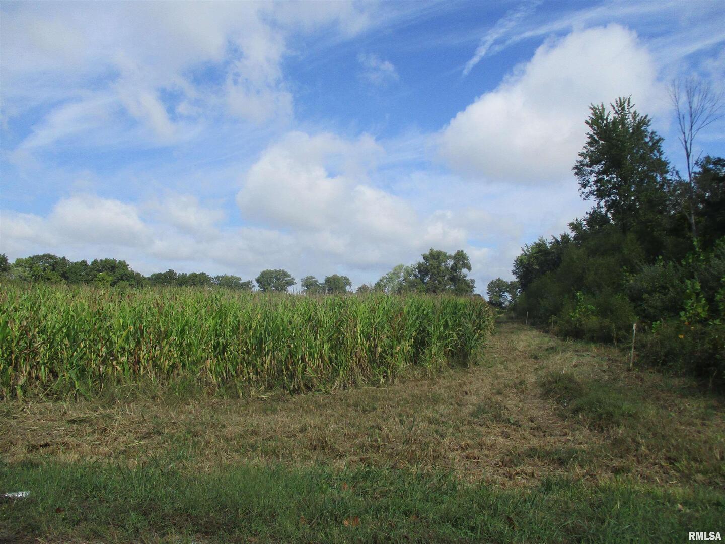 0 North County Line Road Ina, IL 62846 - Photo 2 of 13 a view of a big yard with large trees