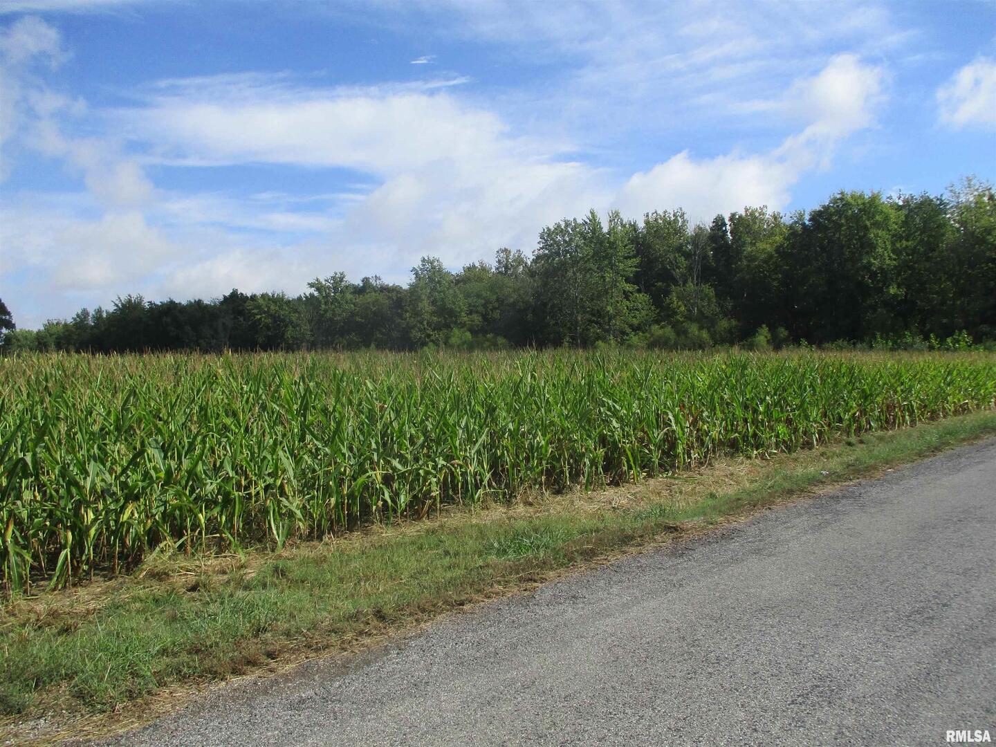 0 North County Line Road Ina, IL 62846 - Photo 4 of 13 a view of a yard with a tree
