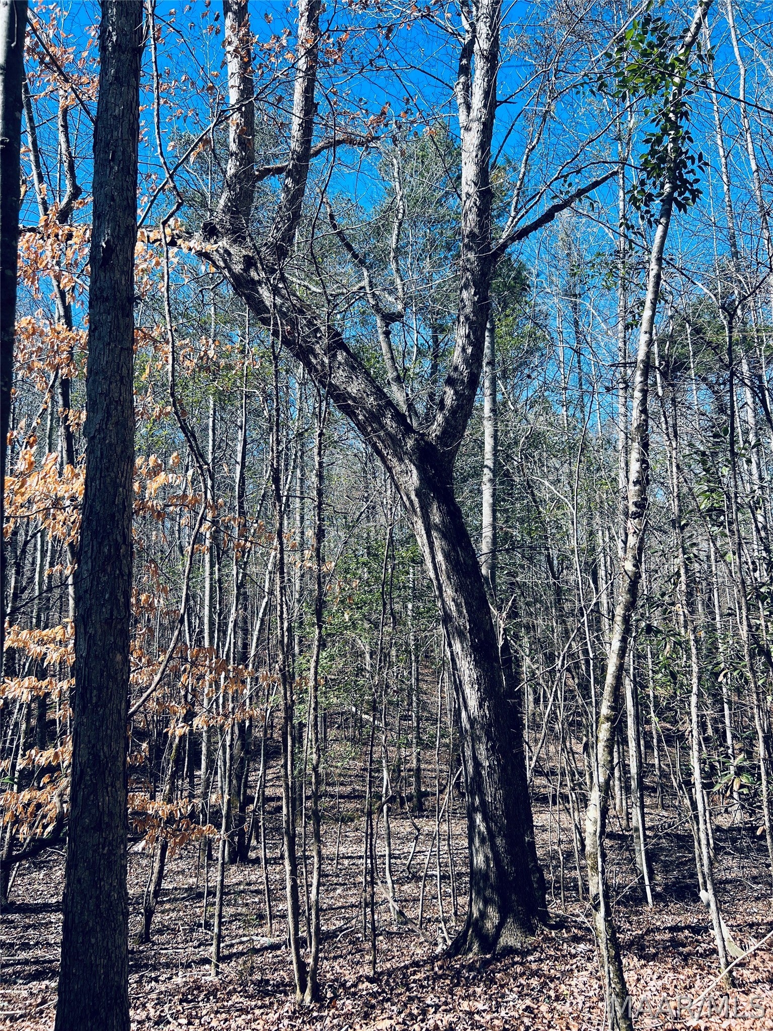 0 Old Meriwether Trail Lapine, AL 36046 - Photo 22 of 25 Gallery Image 22