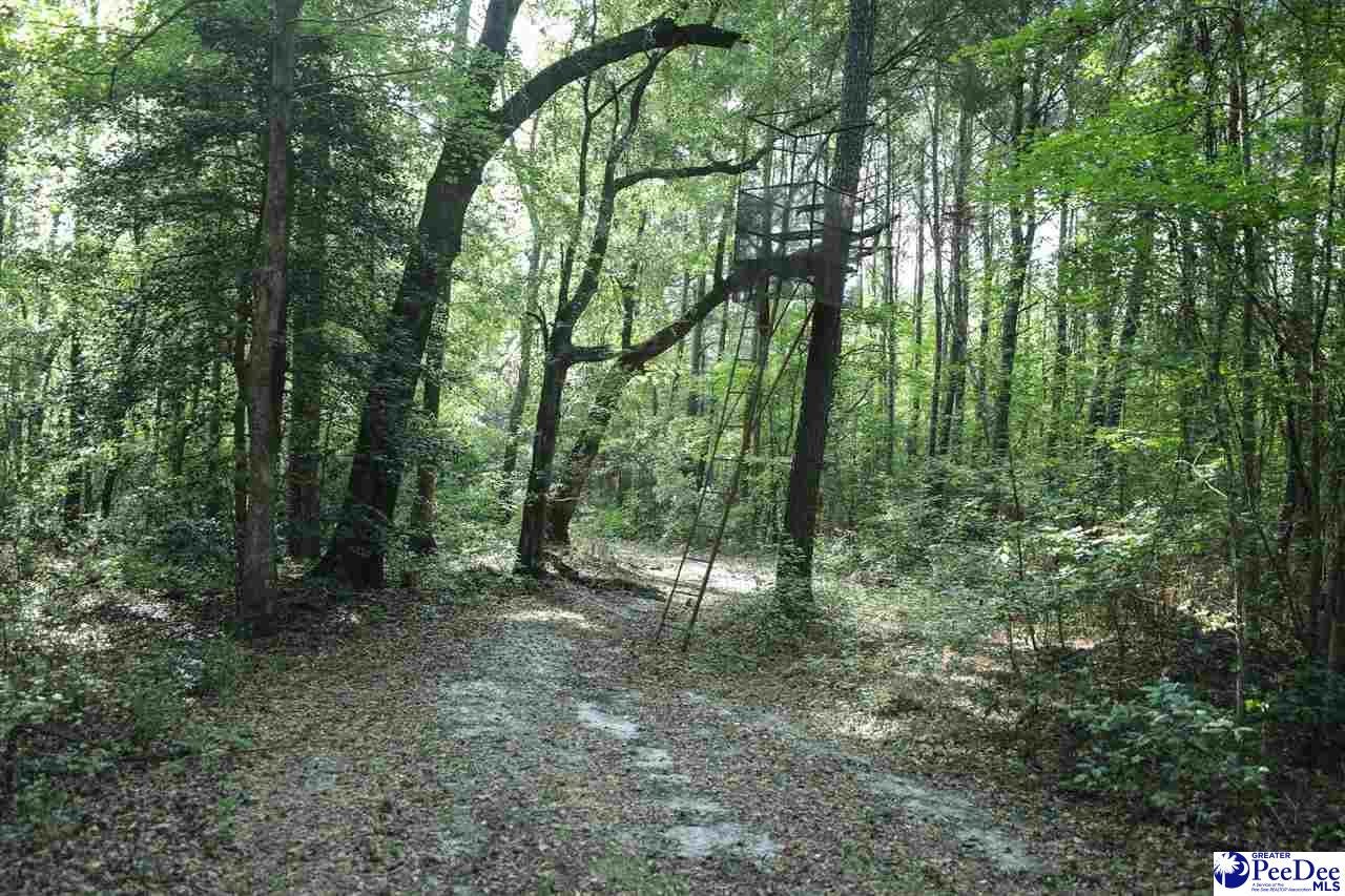 53-acres Old River Road Florence, SC 29505 - Photo 14 of 18 Gallery Image 14