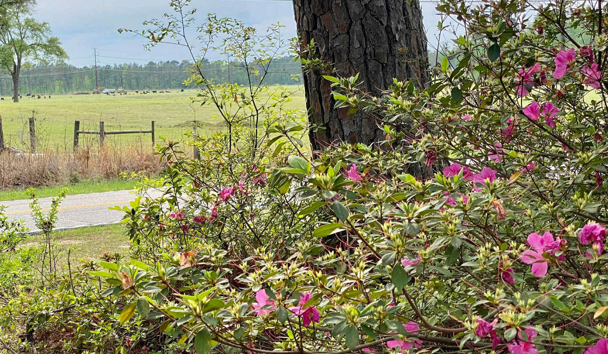 6336 North Road North, SC 29112 - Photo 2 of 27