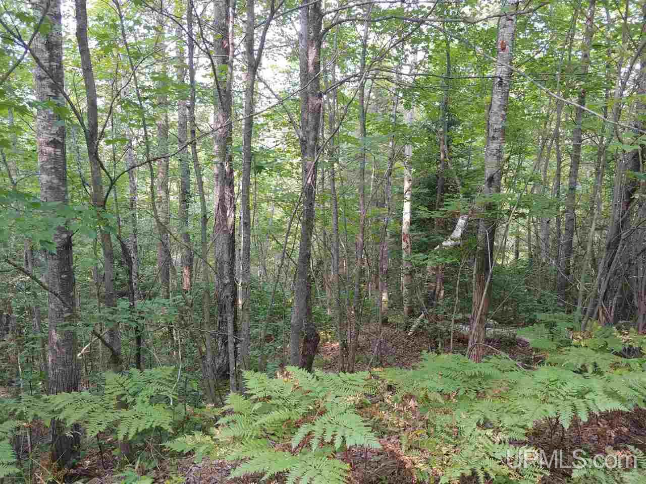 42-acres 42-acres Co Road Ishpeming, MI 49849 - Photo 6 of 16