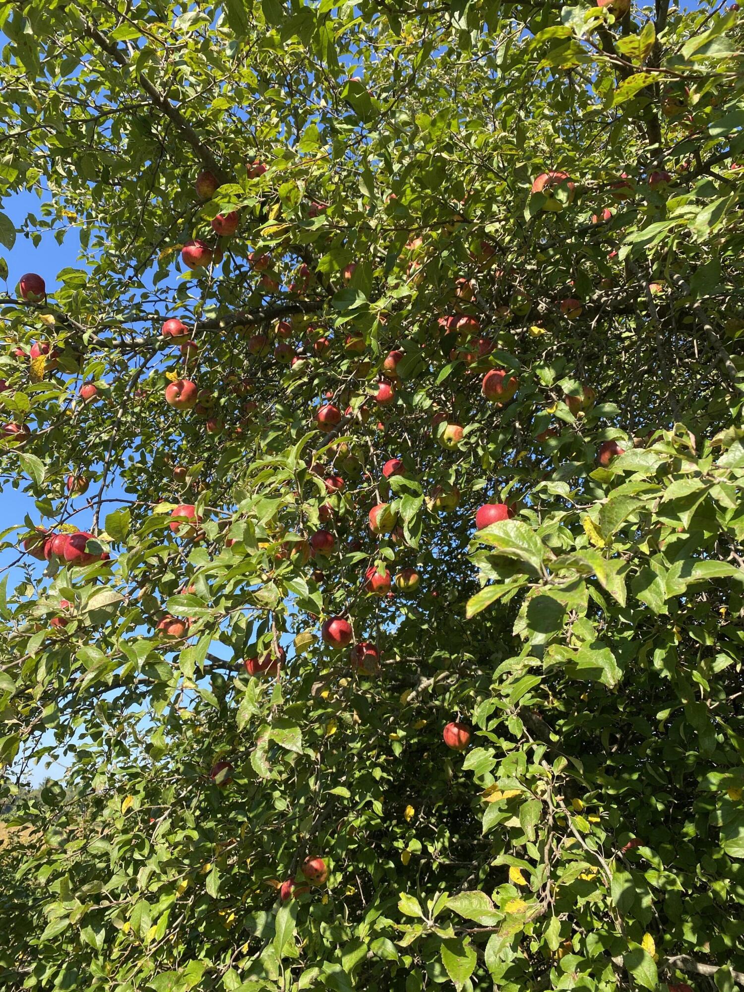 5435 Edwards Road Harbor Beach, MI 48441 - Photo 35 of 49 Hunt 19