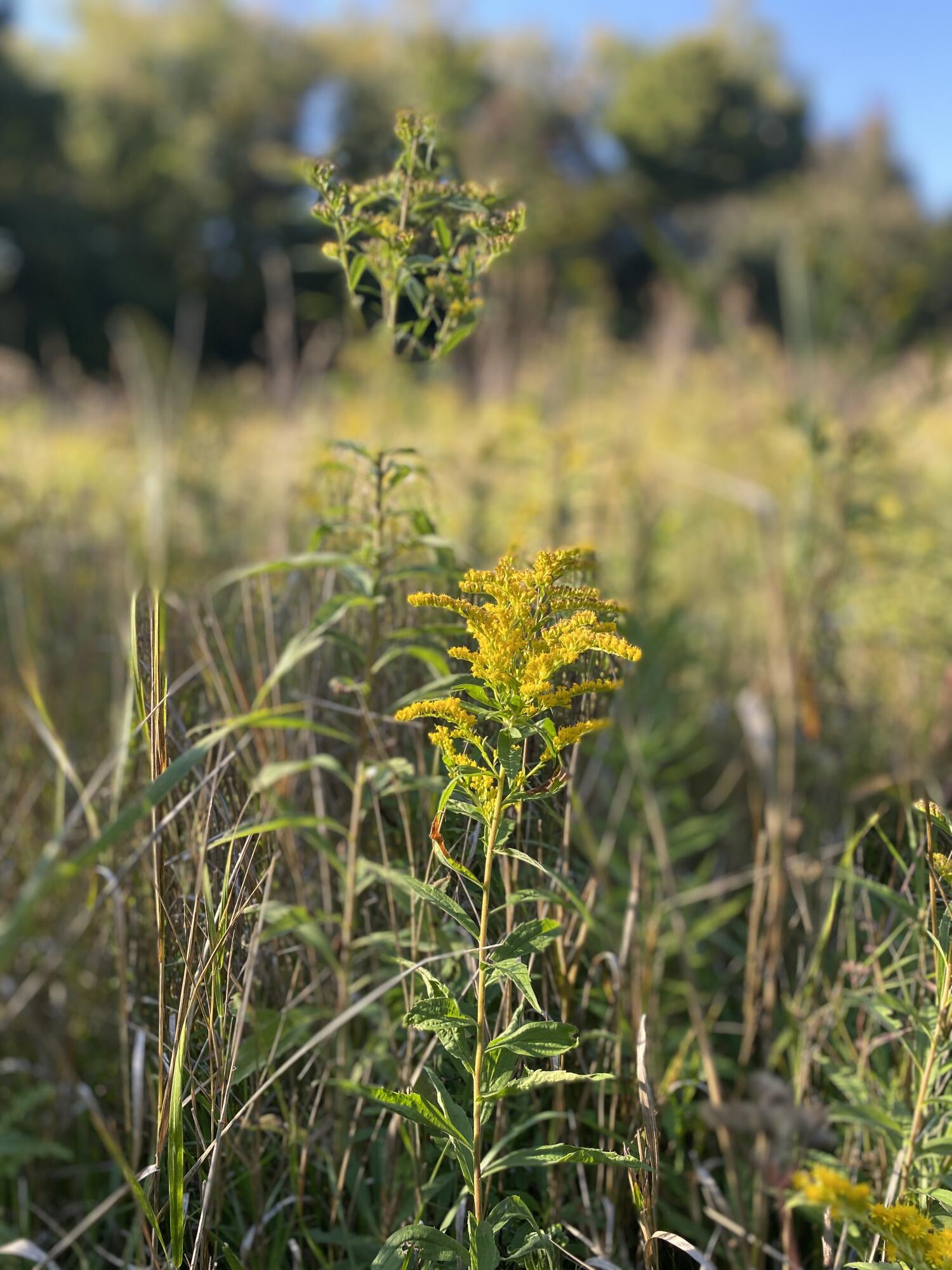 5435 Edwards Road Harbor Beach, MI 48441 - Photo 40 of 49 Hunt 27