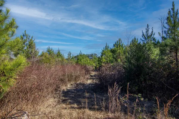 a big yard with lots of green space