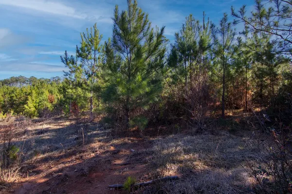 a view of a tree