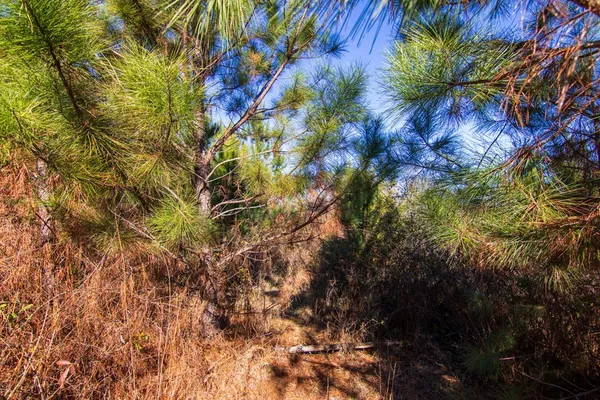 a view of a tree