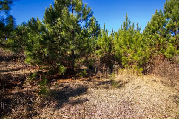 a view of a yard with plants and large trees