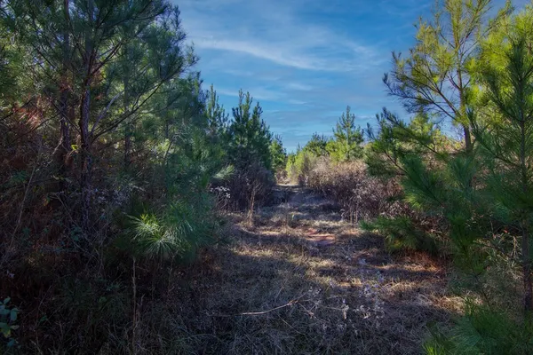 a view of a yard with plants and large trees