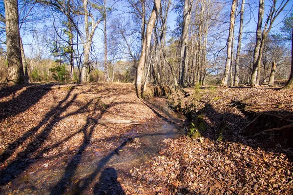a view of a yard with plants