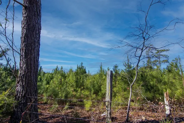 a view of a yard with trees