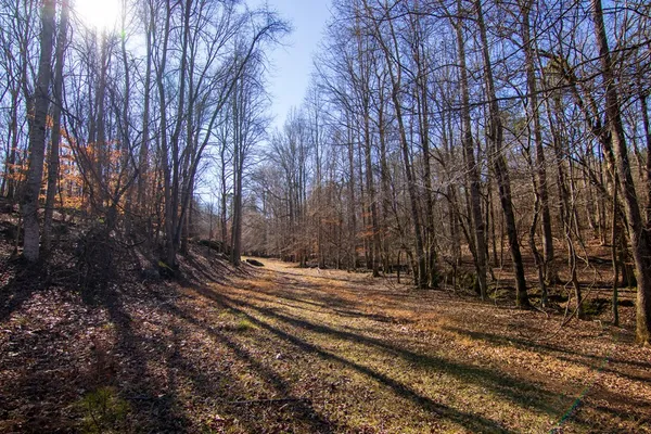 a view of a backyard with large trees