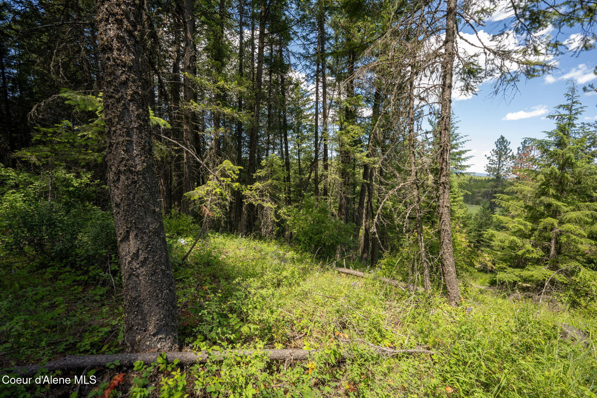 965 Trails End Road Athol, ID 83801 - Photo 18 of 26 Filtered Meadow Views