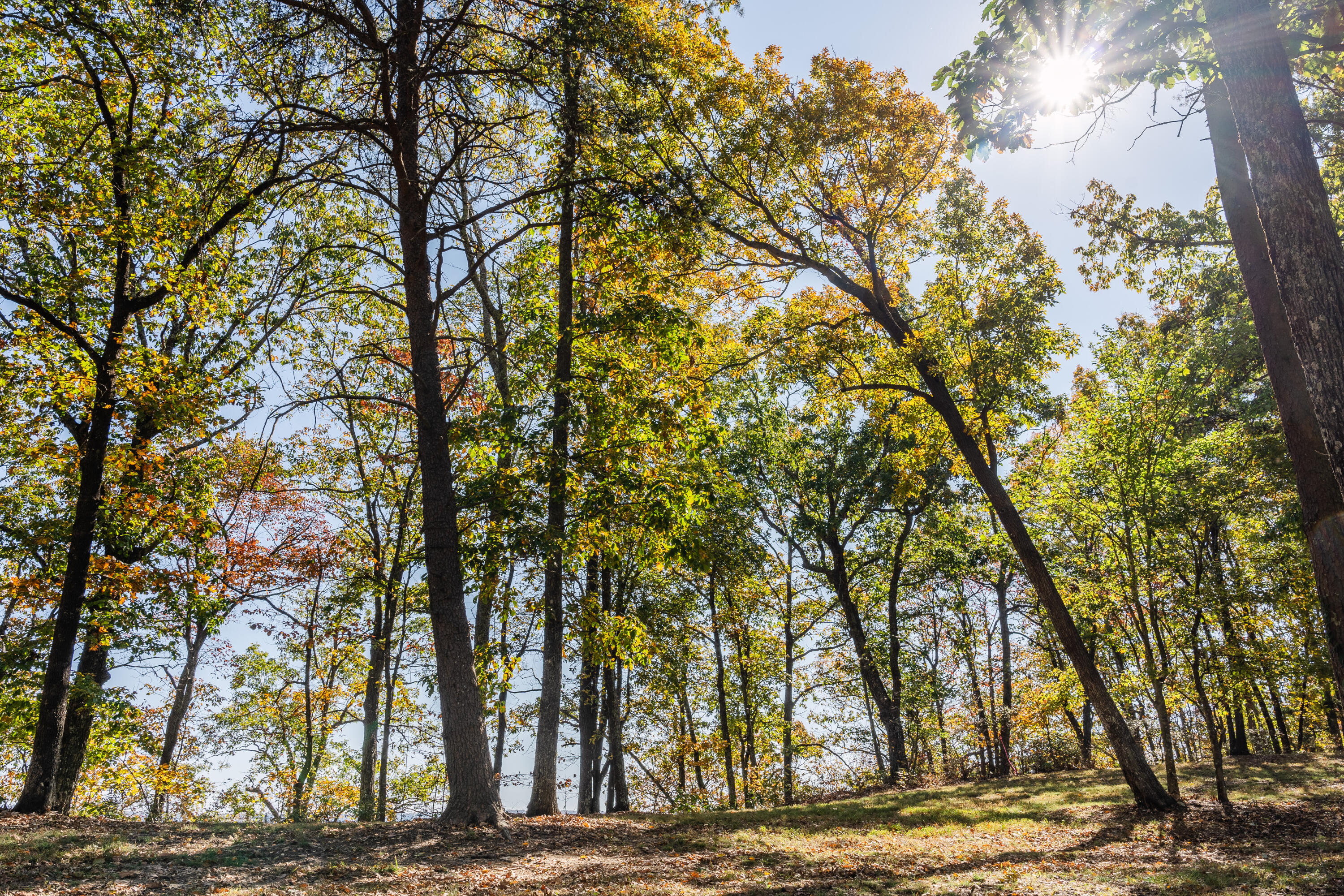 BlackCreek_10-24-2024_Lots_33
