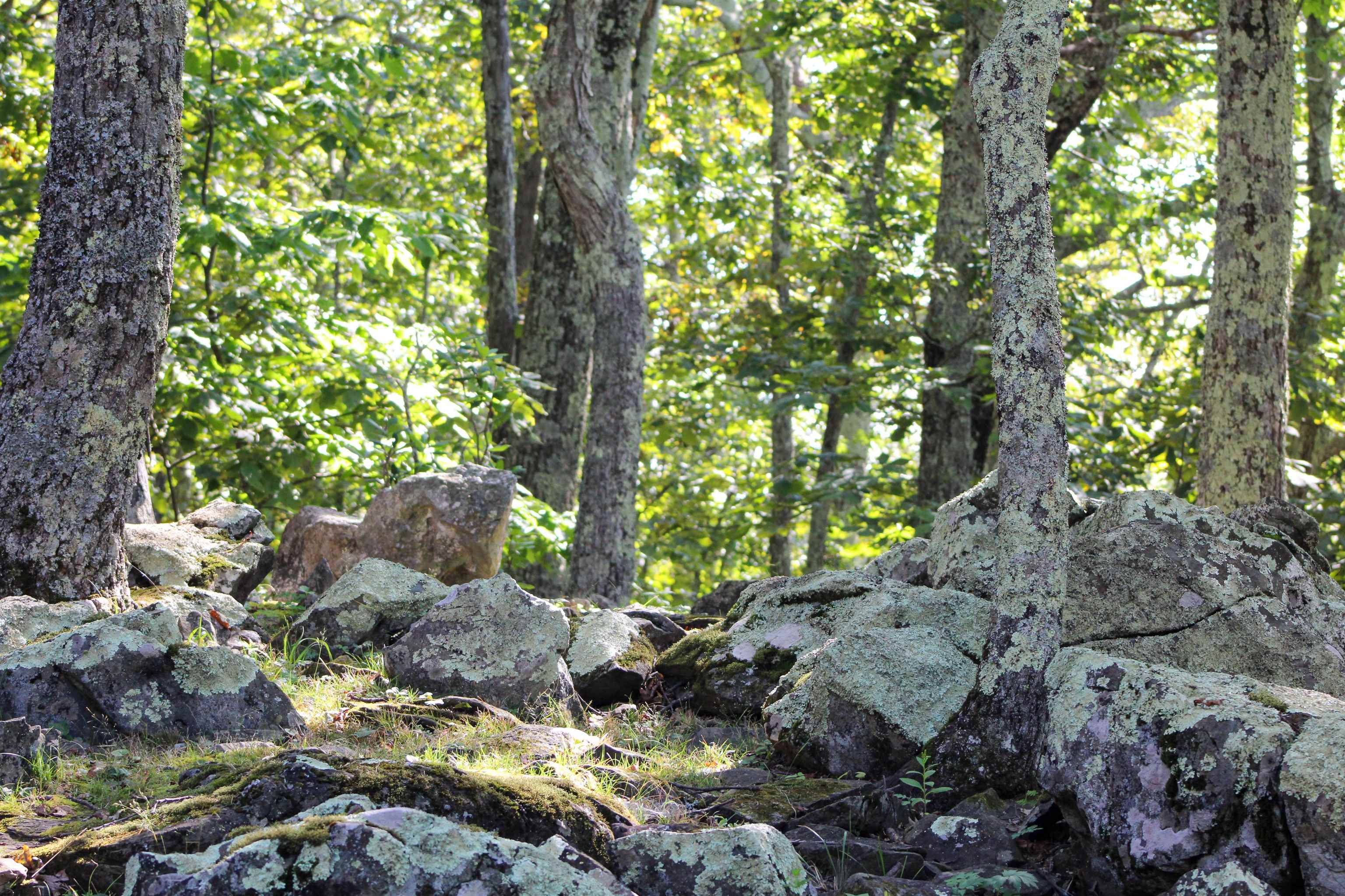 781 Devils Knob Loop Roseland, VA 22967 - Photo 52 of 68