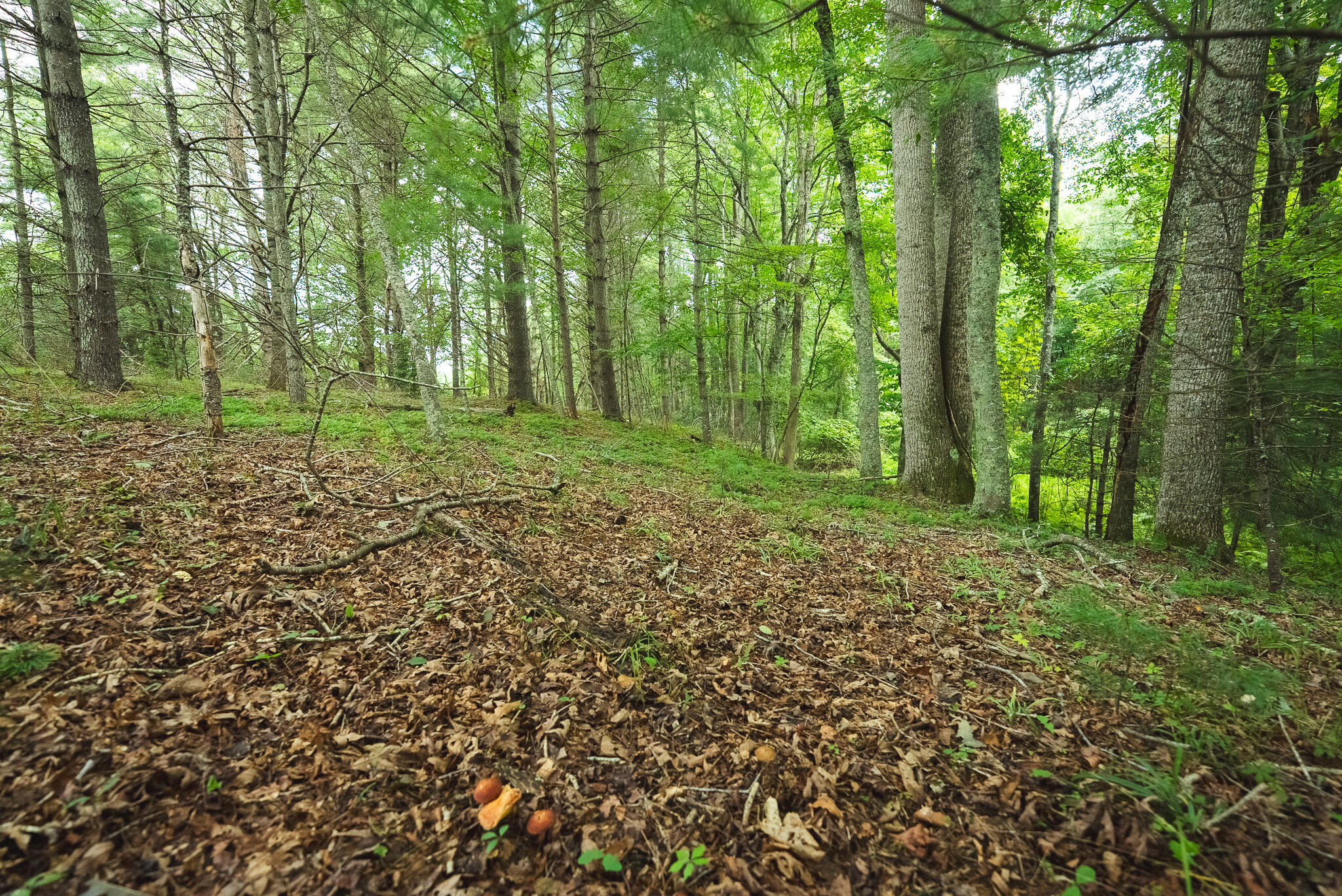 Lot 2 Ridgeview Road Northwest Floyd, VA 24091 - Photo 24 of 32 DSC02630