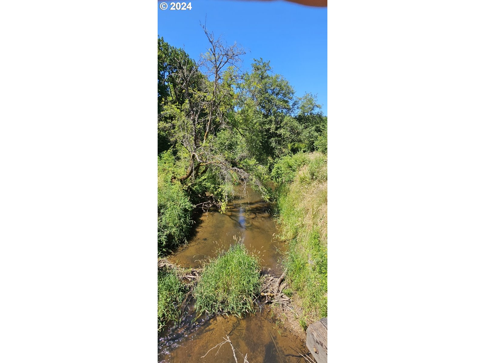 20239 Northwest Pihl Road Banks, OR 97106 - Photo 33 of 35 a close up of a plant in a garden