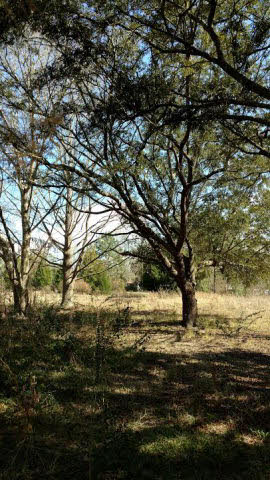 24217 County Road 87 Robertsdale, AL 36567 - Photo 2 of 6