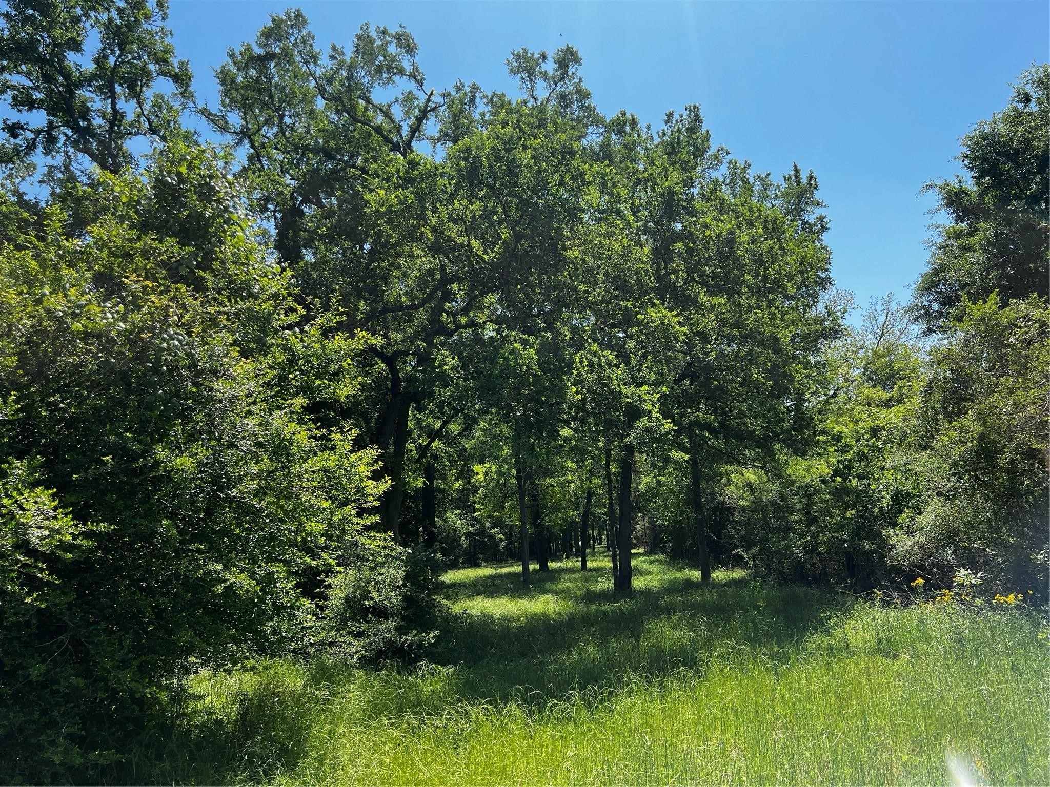 a view of a lush green forest