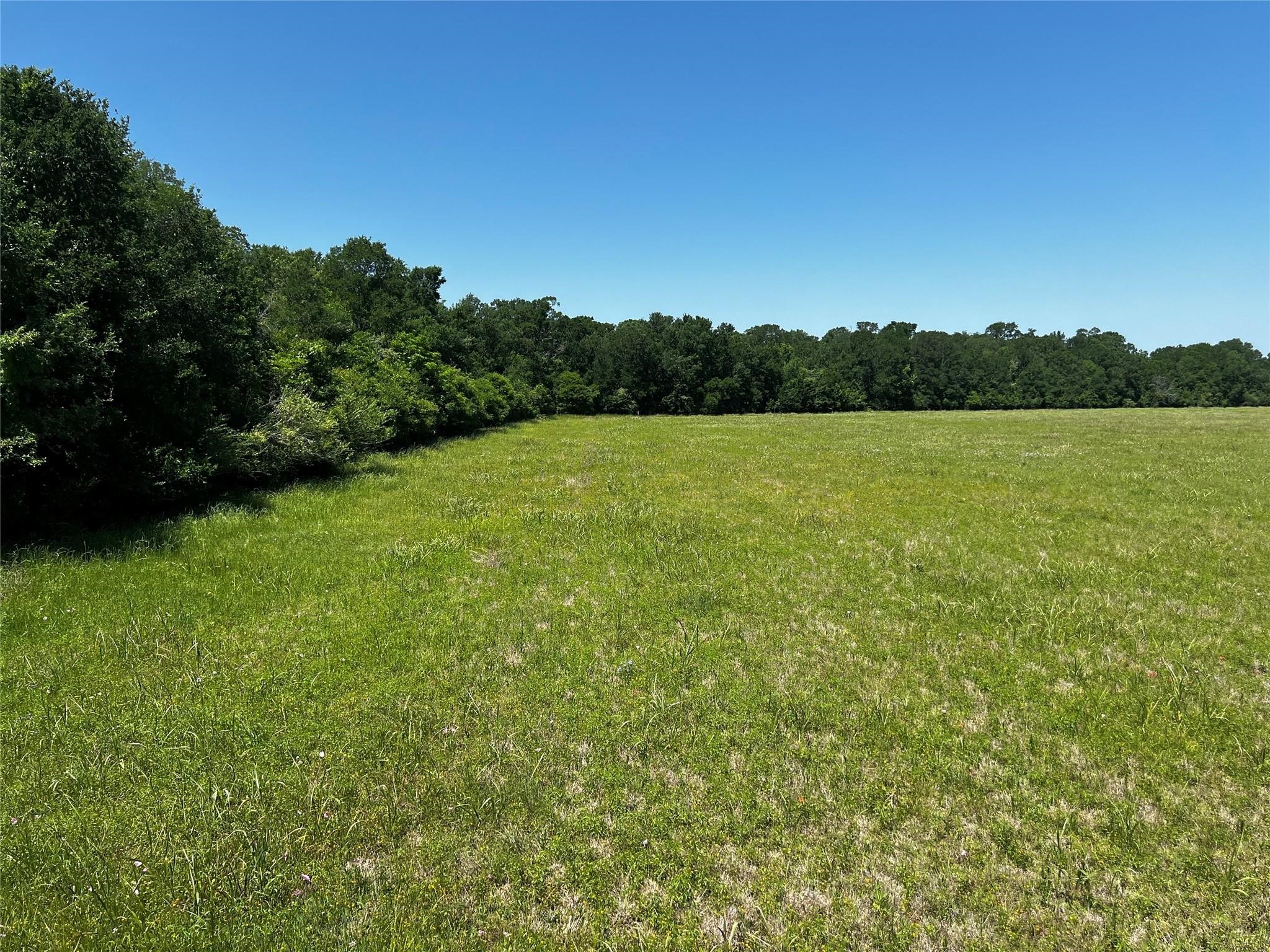 0 Meyer Road Sealy, TX 77474 - Photo 4 of 14 a view of a big yard with a large tree
