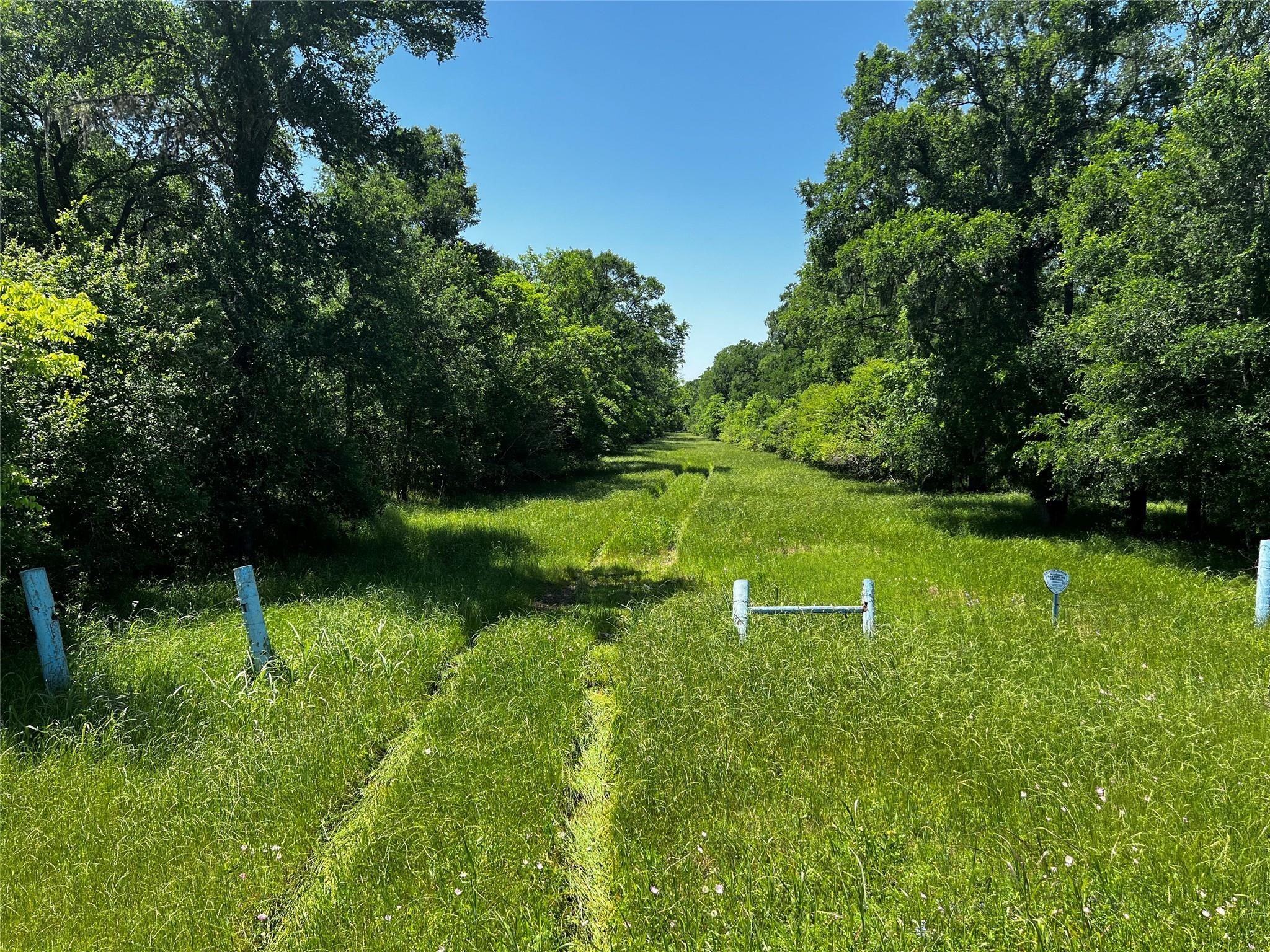 0 Meyer Road Sealy, TX 77474 - Photo 6 of 14 a lush green forest with lots of trees