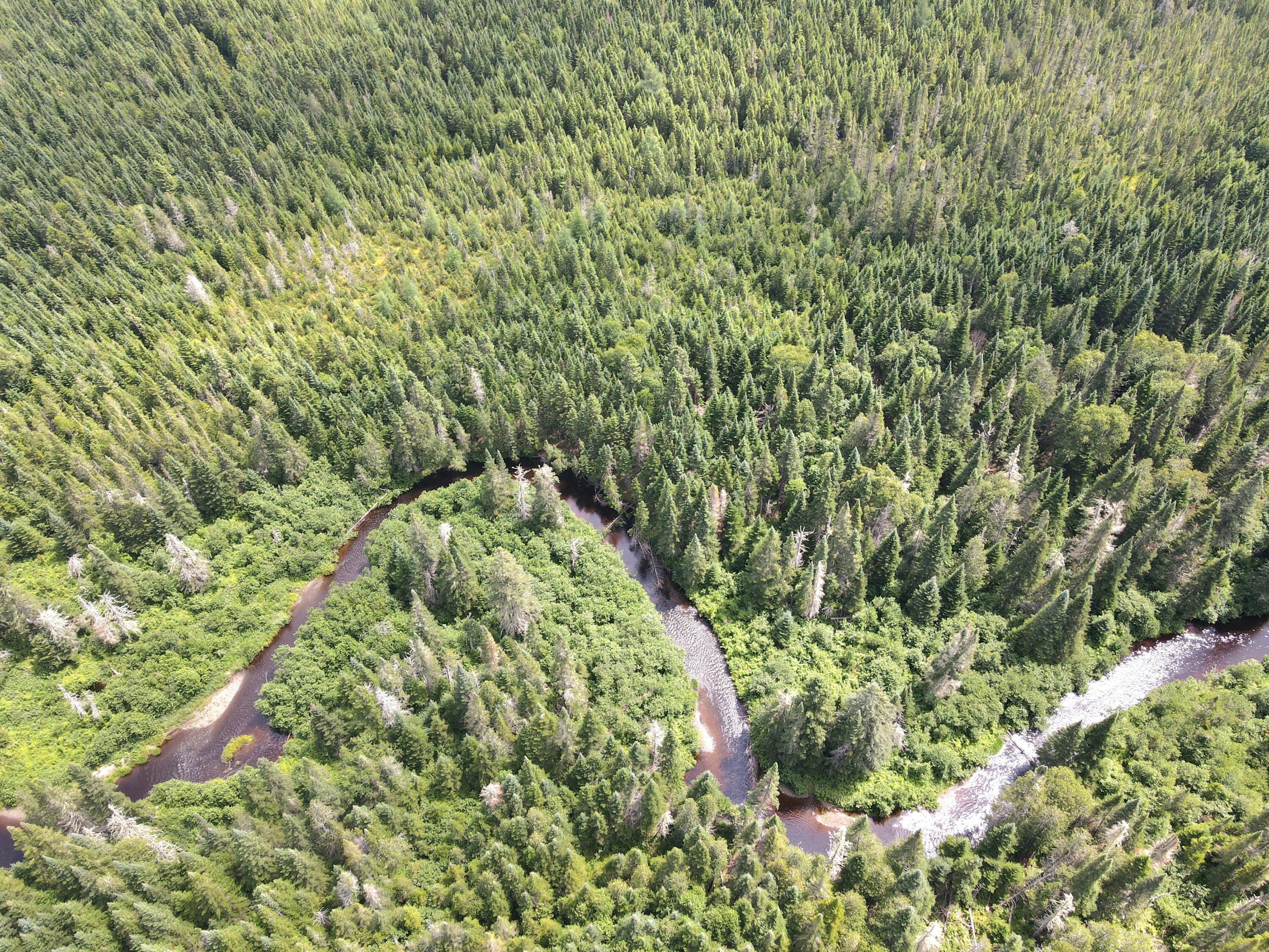 Lot43.12 Lot43.12 Jemptland Road New Sweden, ME 04762 - Photo 11 of 27 dji_fly_20240718_120100_973_172132086504