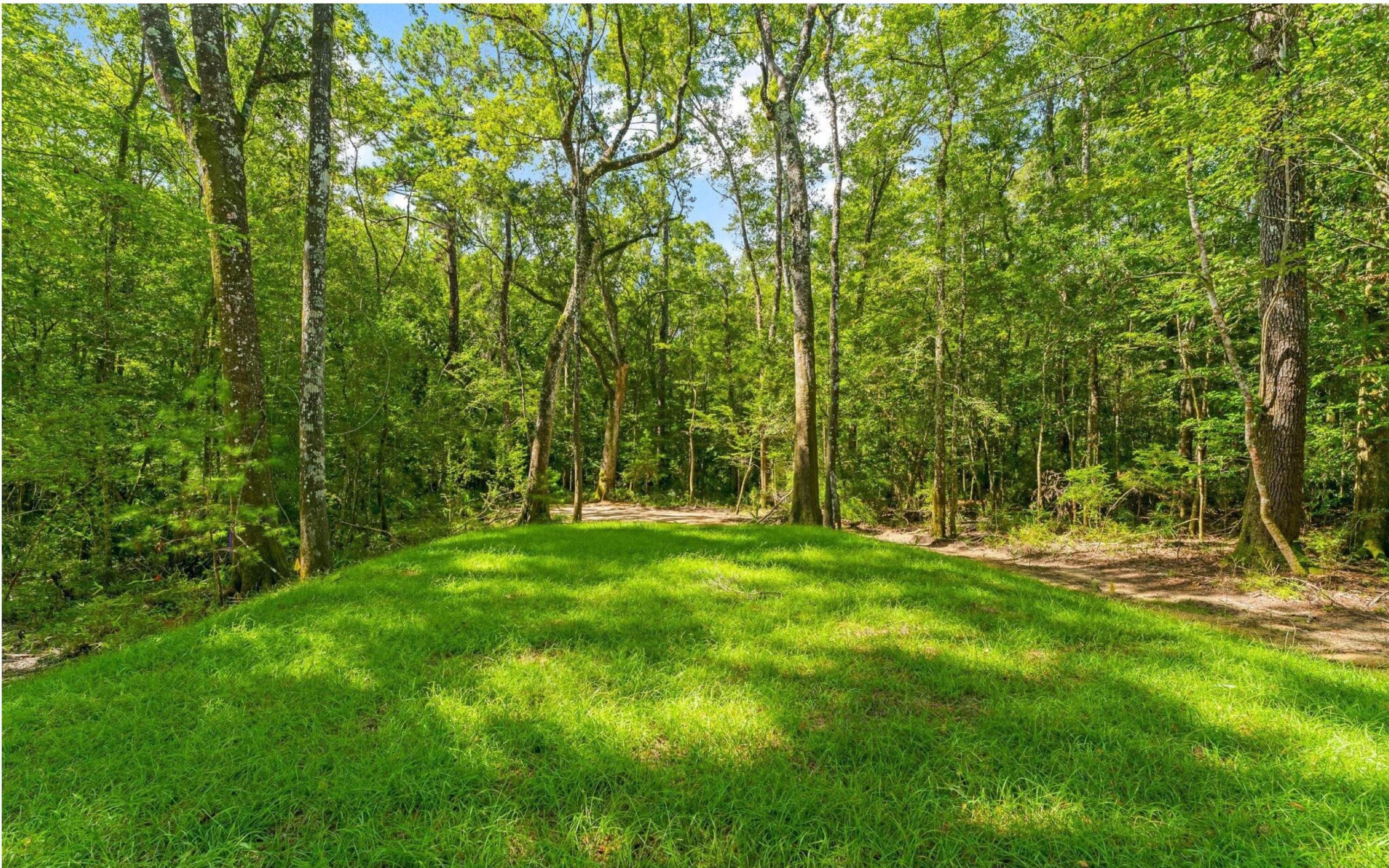 493 Choctawhatchee River Road Ponce de Leon, FL 32455 - Photo 26 of 35 a view of a yard with a tree